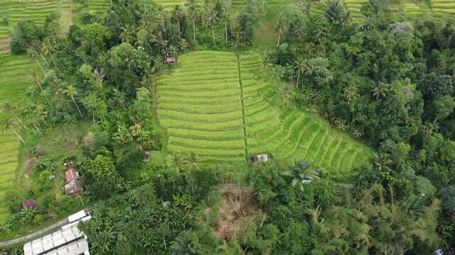 Aerial drone orbiting right above layered rice fields near Jatiluwih, Bali, Indonesia.