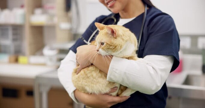Hands, veterinarian and woman pet cat for care in healthcare clinic. Veterinary, cute kitty and closeup of happy medical professional, doctor employee and vet working, checkup and animal treatment