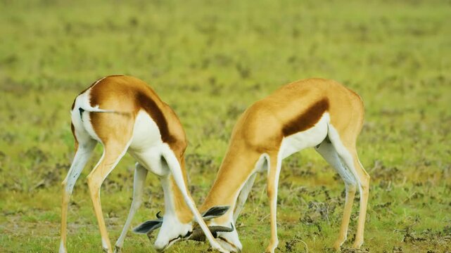 Full tracking shot of two Springbok fighting in the grasslands of Central Kalahari Game Reserve in Botswana Southern Africa.