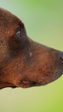 Australian kelpie dog muzzle close-up profile