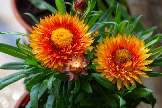 Vibrant Orange Strawflower Xerochrysum Bracteatum in Terracotta Pot