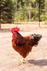 Rooster in a farm © Josianne