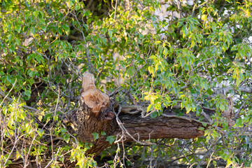 Fototapeta premium Freshly cut tree branch with green leaves in sunlight