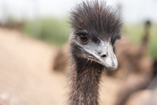 Emu closeup