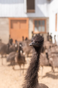 emu