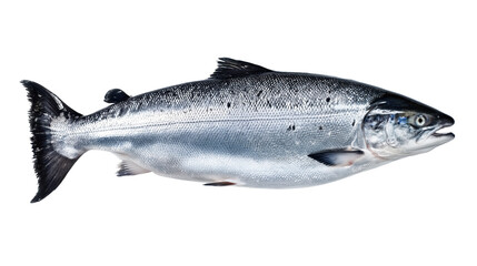 Obraz premium A fresh whole raw Atlantic salmon from a side profile with detailed silvery scales and clear eyes representing premium sustainable seafood isolated on transparent background.