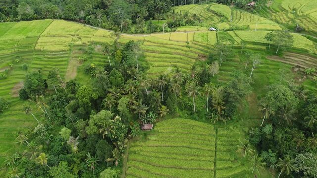 Aerial drone pulling out revealing expansive rice fields near Jatiluwih, Bali, Indonesia.