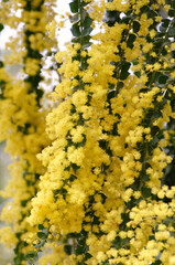 Obraz premium Yellow Acacia pravissima, Ovens wattle, in flower.
