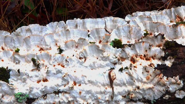 Underside of the saprotrophic wood-decaying fungus Trametes versicolor