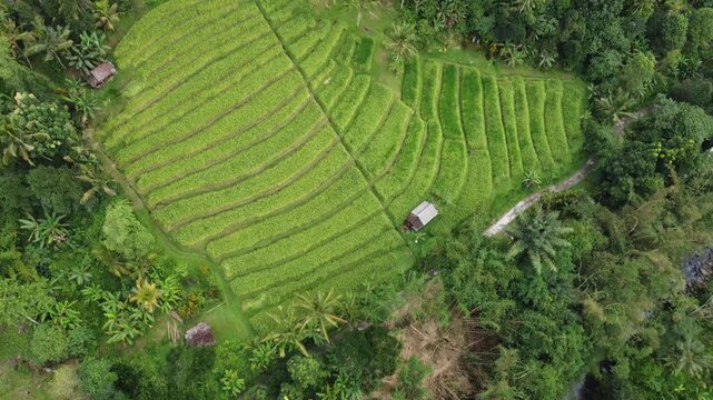 Aerial drone tilting up from rice terraces to reveal wider landscape of Jatiluwih, Bali, Indonesia.