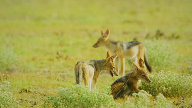 Three siblings African Black-backed jackal (Canis mesomelas), African Wildlife in Maasai Mara North Conservancy, Nature in Masai Mara National Reserve. 