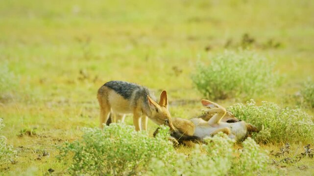Three black-backed jackal (Lupulella mesomelas), also called the silver-backed jackal fighting with each other for food. 
