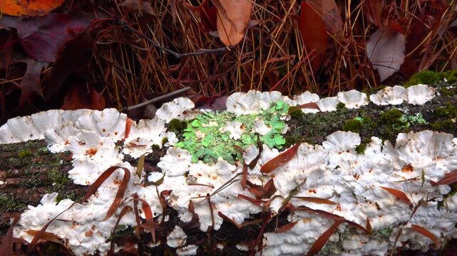 Underside of the saprotrophic wood-decaying fungus Trametes versicolor