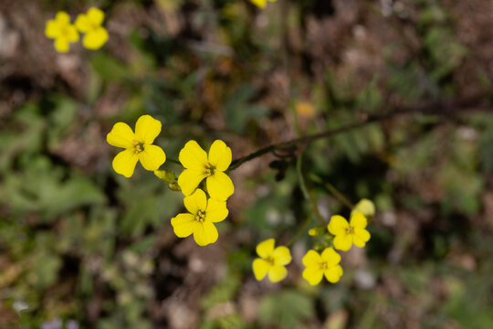 Vibrant Yellow Wildflowers of Perennial Wall-Rocket Diplotaxis Tenuifolia in Nature