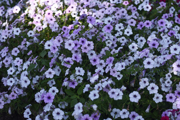 Fototapeta premium Petunia flowers in soft purple shade filling frame. Petunia blossom with pale lavender petals and green foliage forming delicate floral texture, natural petunia background in summer garden light.