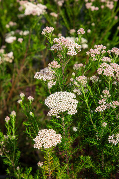 Clusters of White Rice Flower Ozothamnus Diosmifolius Blooming in Nature