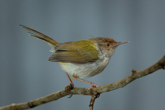 A Common Tailorbird (Orthotomus sutorius).
