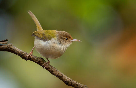 Common Tailorbird (Orthotomus sutorius) perched on a slender branch.