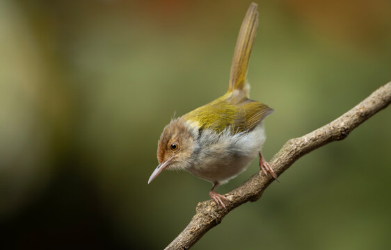 Common Tailorbird (Orthotomus sutorius) perched on a slender branch.