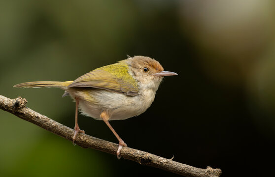 Common Tailorbird (Orthotomus sutorius) perched on a slender branch.
