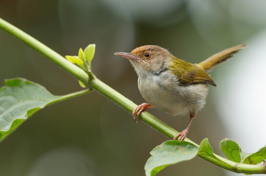 Common Tailorbird (Orthotomus sutorius) perched in a leafy tree.
