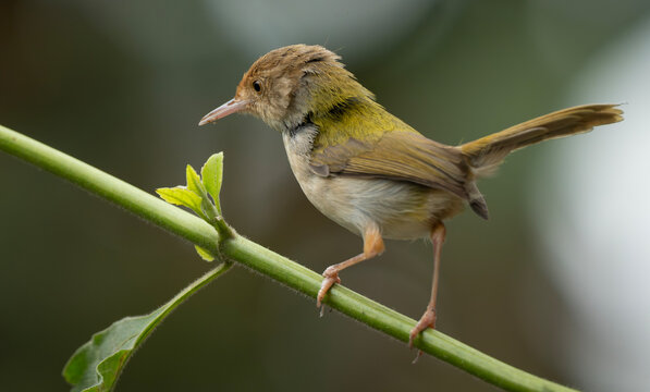 Common Tailorbird (Orthotomus sutorius) perched in a leafy tree.