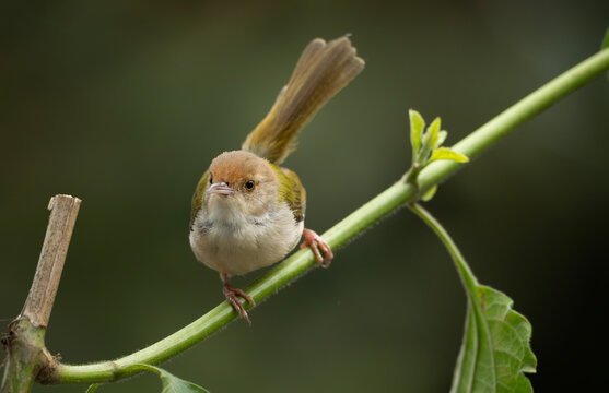 Common Tailorbird (Orthotomus sutorius) perched in a leafy tree.