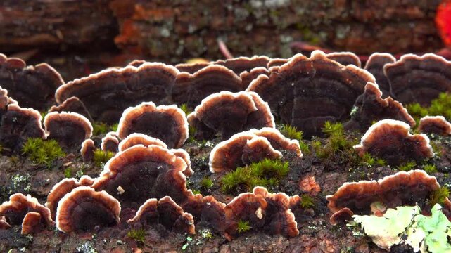Saprotrophic wood-decaying fungus Trametes versicolor (polypore)