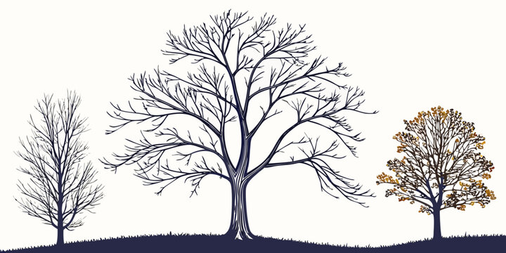 Three trees with different types of leaves