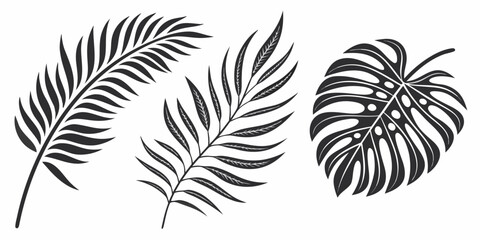 Three distinct types of tropical leaves showcasing nature's diversity © Mamun