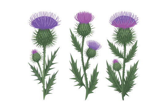 Scottish thistle flower vector set showing purple blossoms and thorny green leaves for traditional botanical art and floral design projects