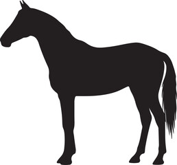 Obraz premium Akhal-Teke horse in silhouette on white background. 