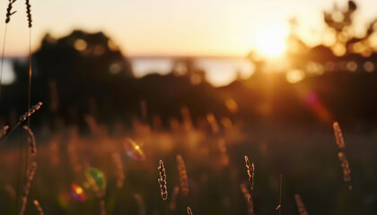 Obraz premium The sunset casts a warm glow over the grass in a meadow, highlighting the beauty of the scene. This grassy field glows softly with sunlight as it sways in the gentle breeze.