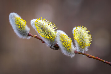 willow buds in spring © talavietis
