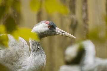 Obraz premium Close up portrait of a common crane. Grus grus. Portrait of a eurasian crane in the nature habitat.