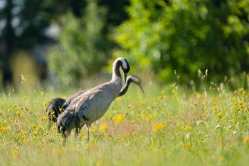 Obraz premium Two Common crane looks for food in a flowering meadow. Grus grus. Portrait of two eurasian crane in the nature habitat.
