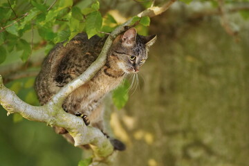 Obraz premium A tabby cat sits on a branch. Portrait of a beautiful european cat. Felis silvestris catus. 