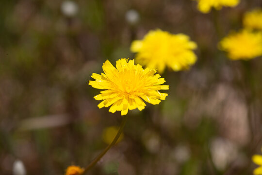 Vibrant Yellow Wildflower Hawkweed Crepis Blooming on Dry Ground