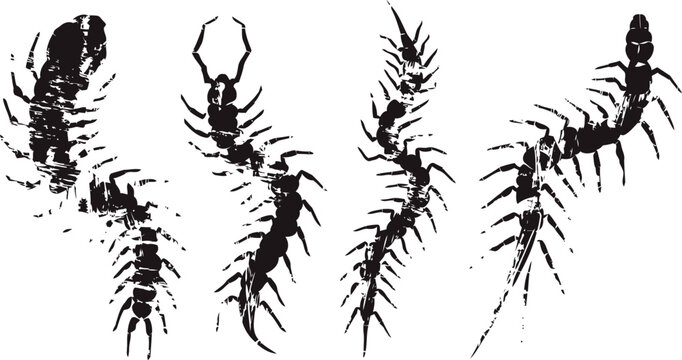 Four black centipede silhouettes with detailed legs in various curling and stretching poses