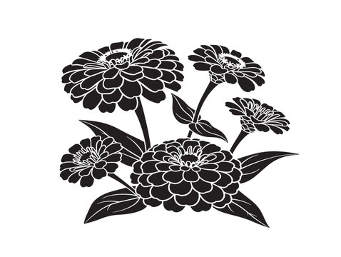 Vibrant zinnia blooms silhouette with lively floral composition 