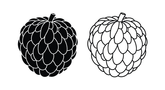 Two black and white illustrations of cherimoya fruits displayed side by side