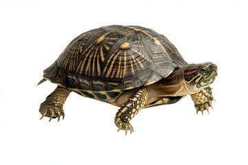 Obraz premium A detailed close-up of a box turtle with intricate shell patterns and colorful head markings on a white background