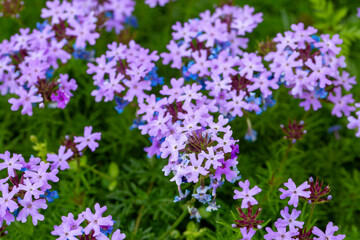 Obraz premium Top View of Purple South American Mock Vervain Verbena Tenuisecta Flowers
