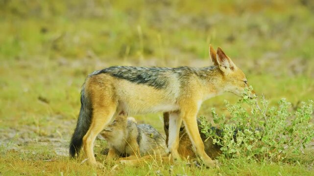 A female black-backed jackal (Lupulella mesomelas) finding her male partner for mating in breeding season.