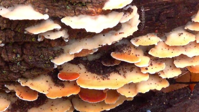 Wood-decaying fungi Stereum sanguinolentum growing on rotting wood in a forest