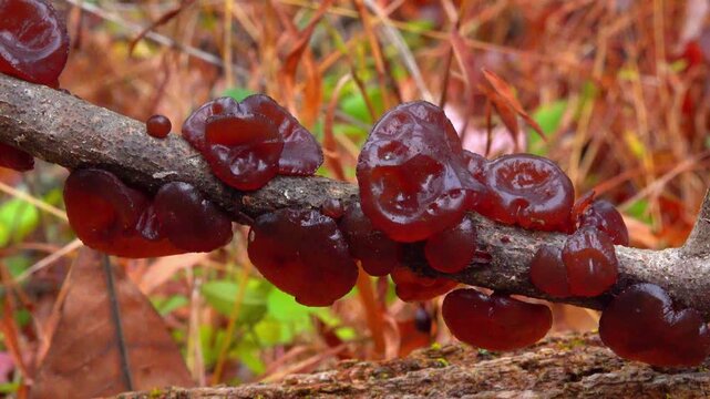 Woody fungus known as exidia recisa (Exidia recisa), also called amber jelly