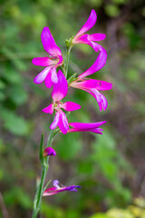 Fototapeta premium Beautiful Wild Gladiolus Italicus Flowers Blooming in a Mediterranean Meadow