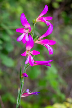 Beautiful Wild Gladiolus Italicus Flowers Blooming in a Mediterranean Meadow