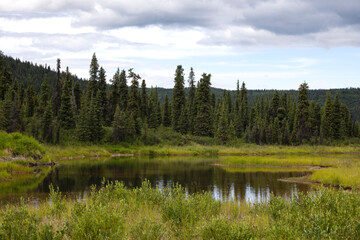 Obraz premium Green trees around river in Alaska