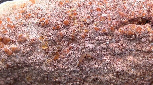 Transparent insect larva crawling on the hymenophore of a wood-decaying fungus growing on rotting wood